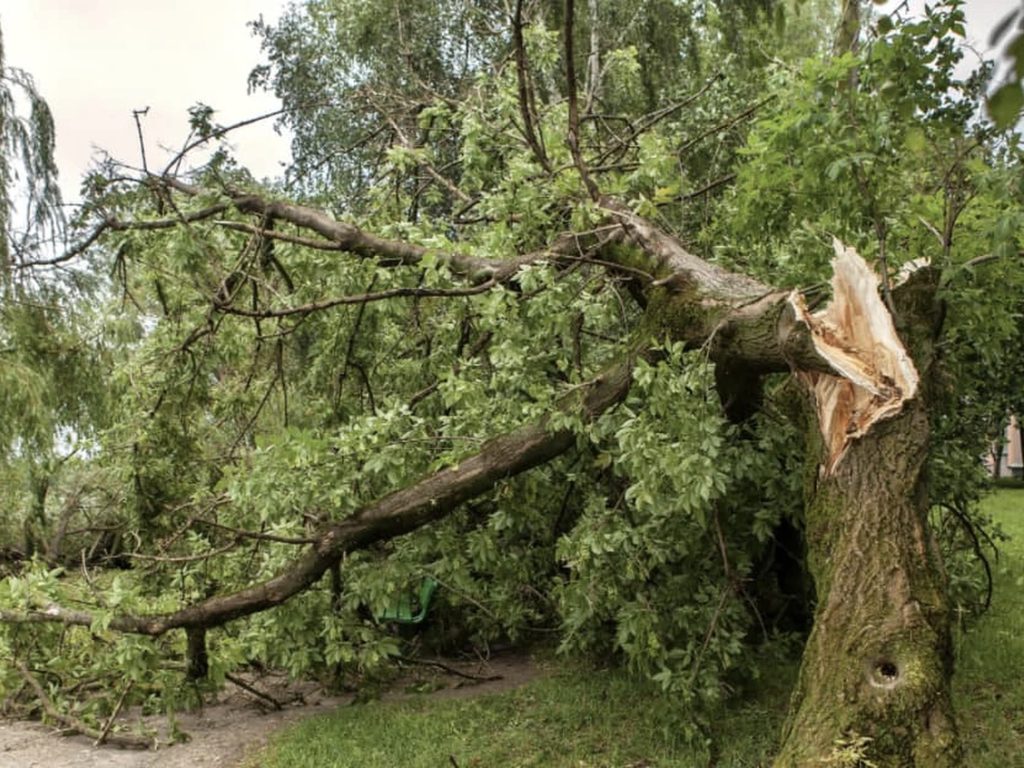 Broken tree after storm damage requiring professional tree removal and cleanup – Hood Lawn Care and Services